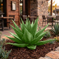 17" Agave Parrasana Plant (Plant Only)