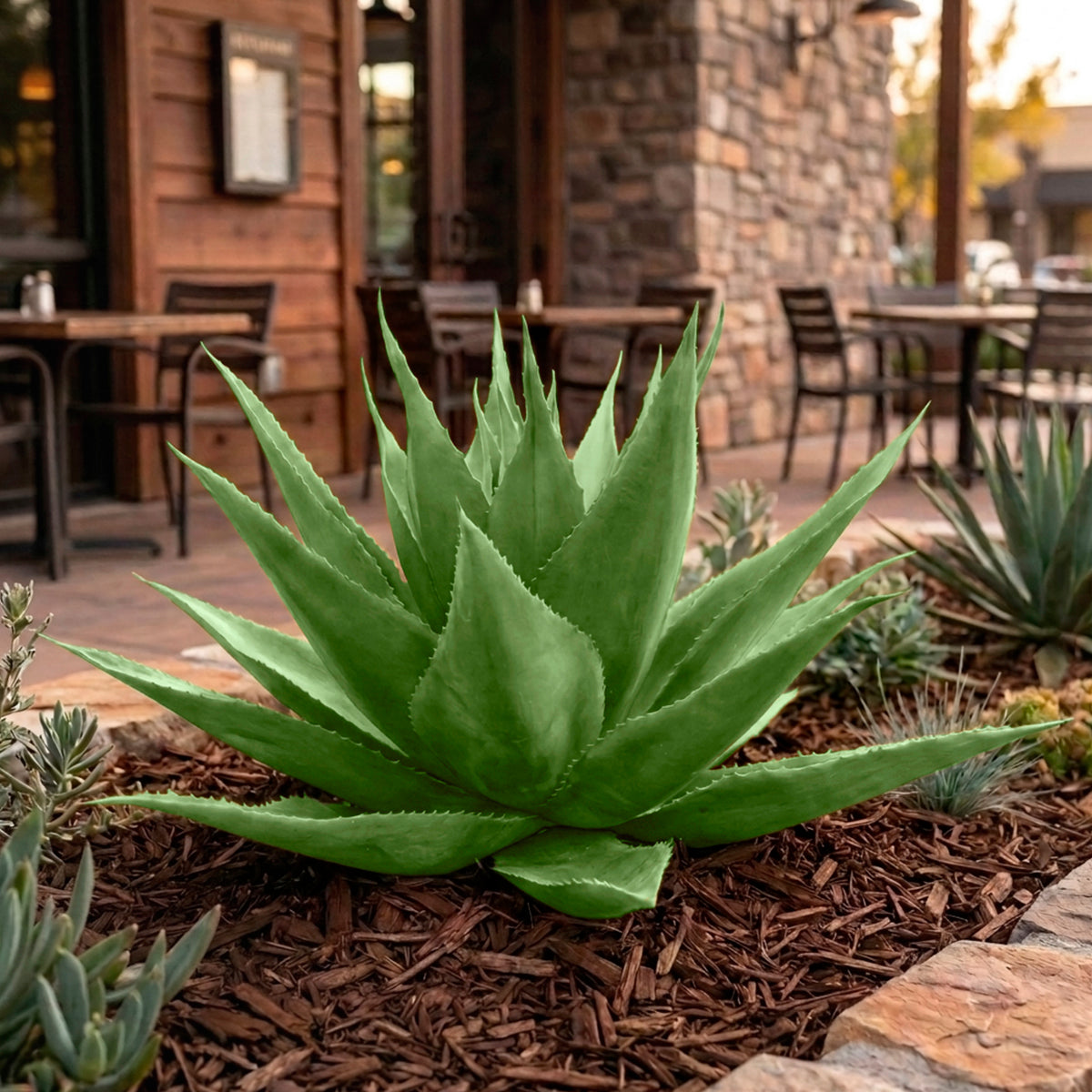 17" Agave Parrasana Plant (Plant Only)