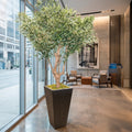 Extra Large Sonata Planter with Large Olive Tree