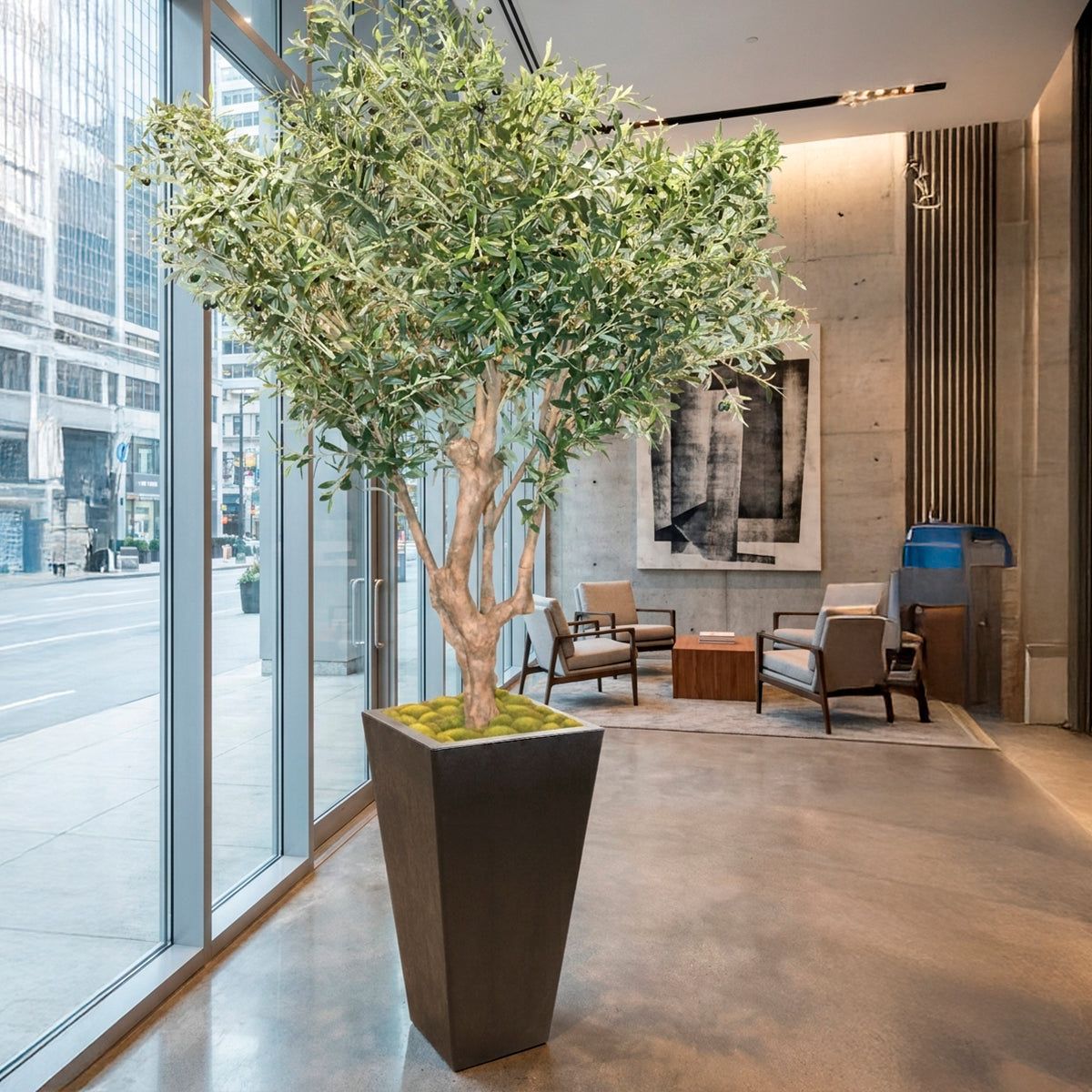 Extra Large Sonata Planter with Large Olive Tree