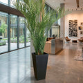 Large Sonata Planter with Areca Palm