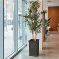 Monarch Planter with Olive Tree